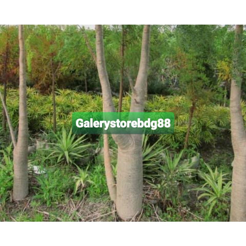 

Khusus kulit pohon kelor segar ready-az