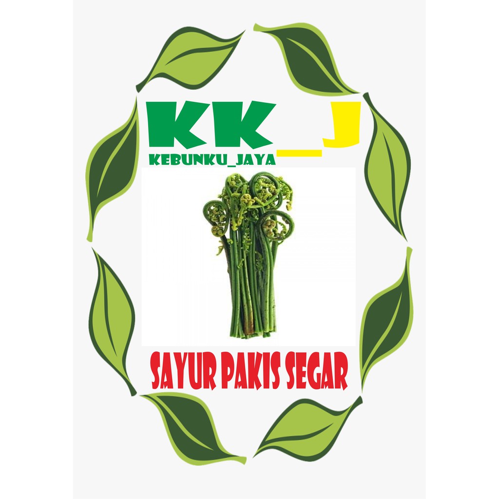 

PAKIS SAYUR MURAH PER 500 GRAM KEBUNKU_JAYA