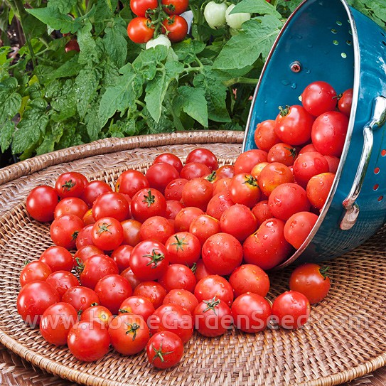 Benih Tomat, Cherry Tomato Small Red Cherry - Home Garden Seed