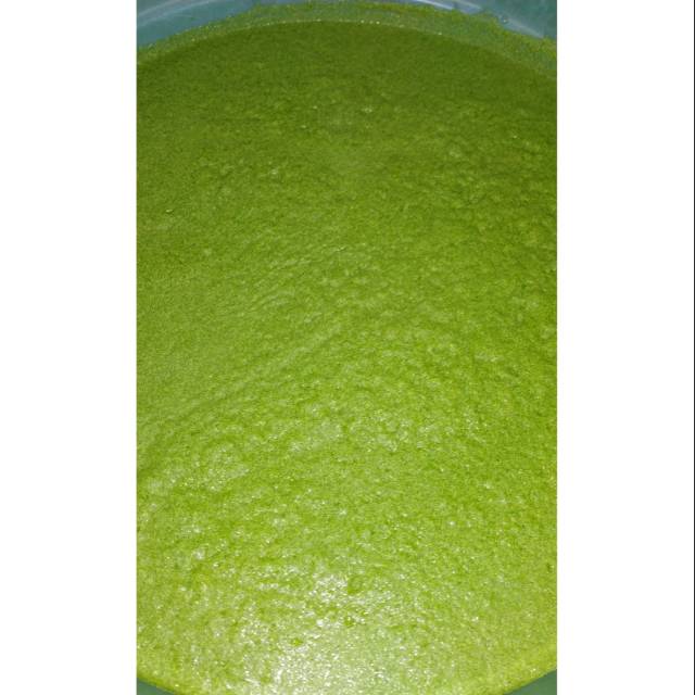 Wolffia 1kg kualitas super