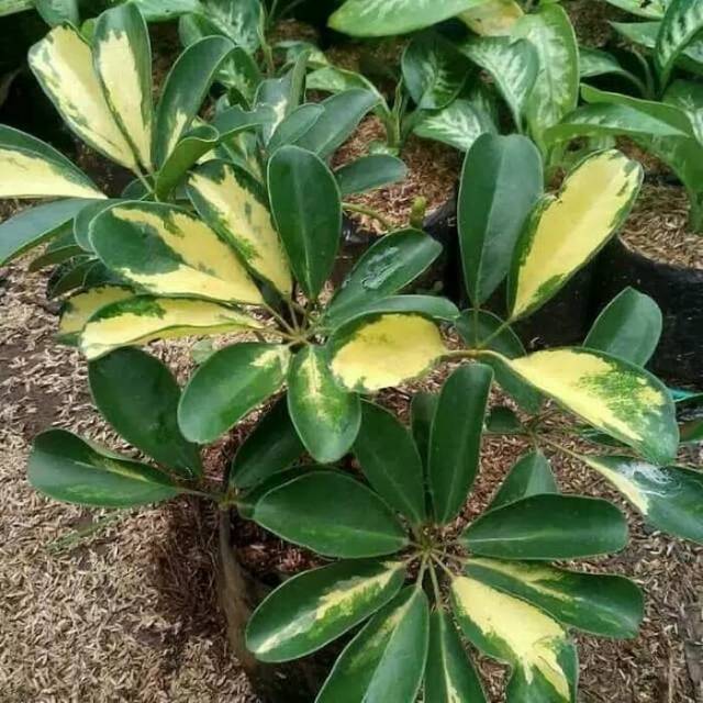 Wali songo - Tanaman hias Wali songo varigata