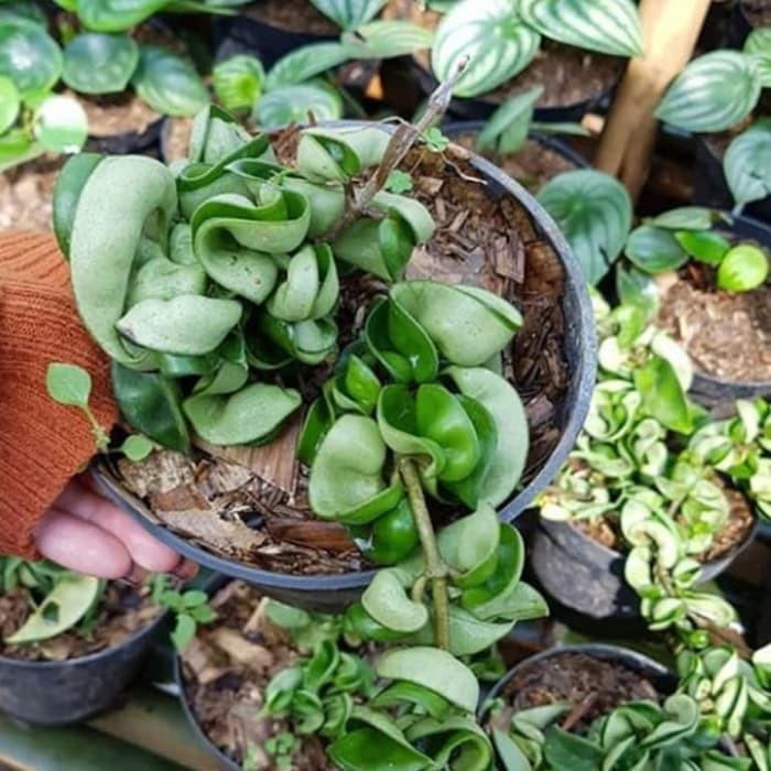 MURAH tanaman hias hoya compacta -hoya compacta