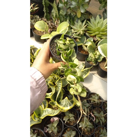 Jual Hoya Compacta | Shopee Indonesia