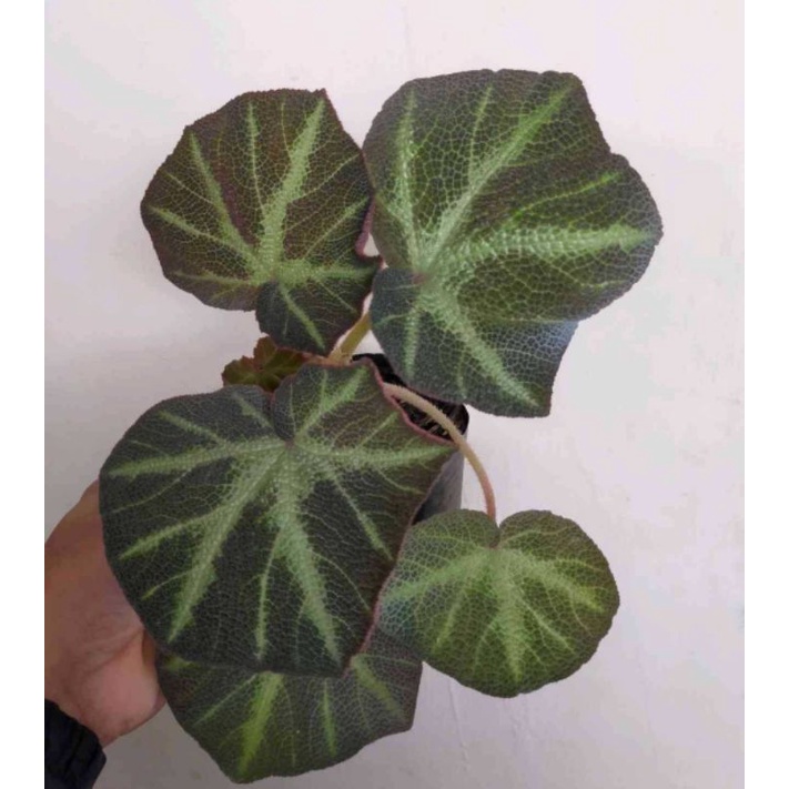 tanaman hias begonia solimutata