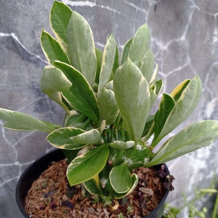 euphorbia neriifolia cristata variegata kaktus sukulen tanaman hias