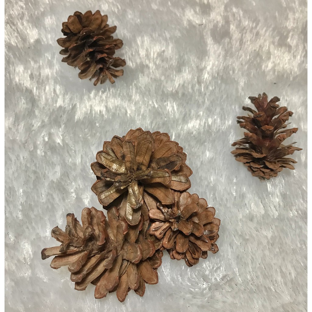 Biji Pinus kering Biji Pinus Bunga pinus Bunga Pinus Kering Lokal & Import