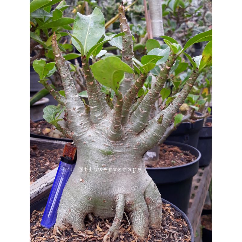 Adenium golden crown / adenium pbn / adenium wkk