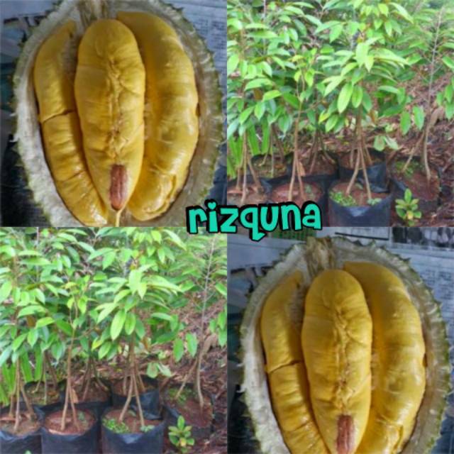 Bibit durian montong kaki 3 okulasi