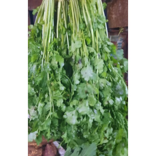 

daun wangsui fresh 100gr