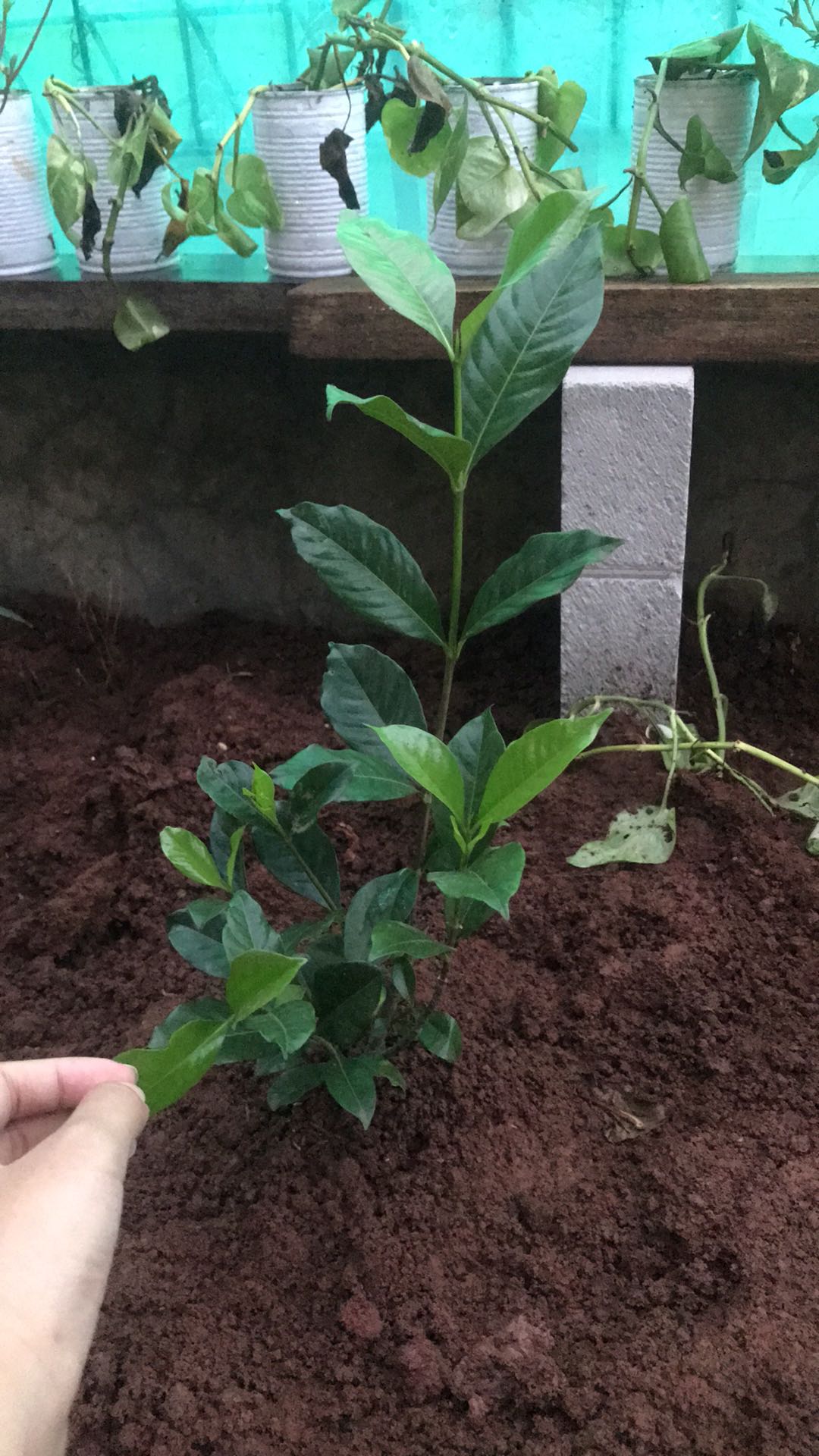 Tanaman Hias Melati - Melati Kaca Piring - Kaca Piring - Gardenia Augusta