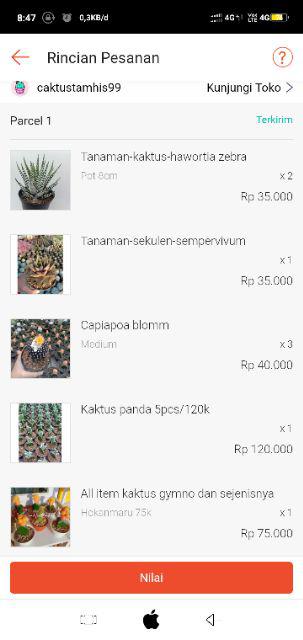 Kaktus Panda 5pcs/150k