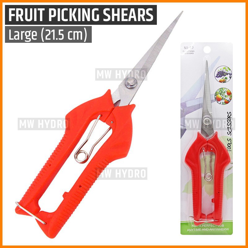 Gunting Buah, Bunga, Daun, Bonsai - Fruit Picking, Thinning Shears - L