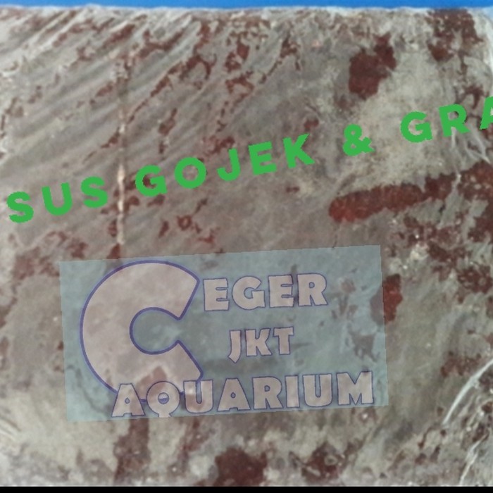 cacing beku / cabek / bloodworm