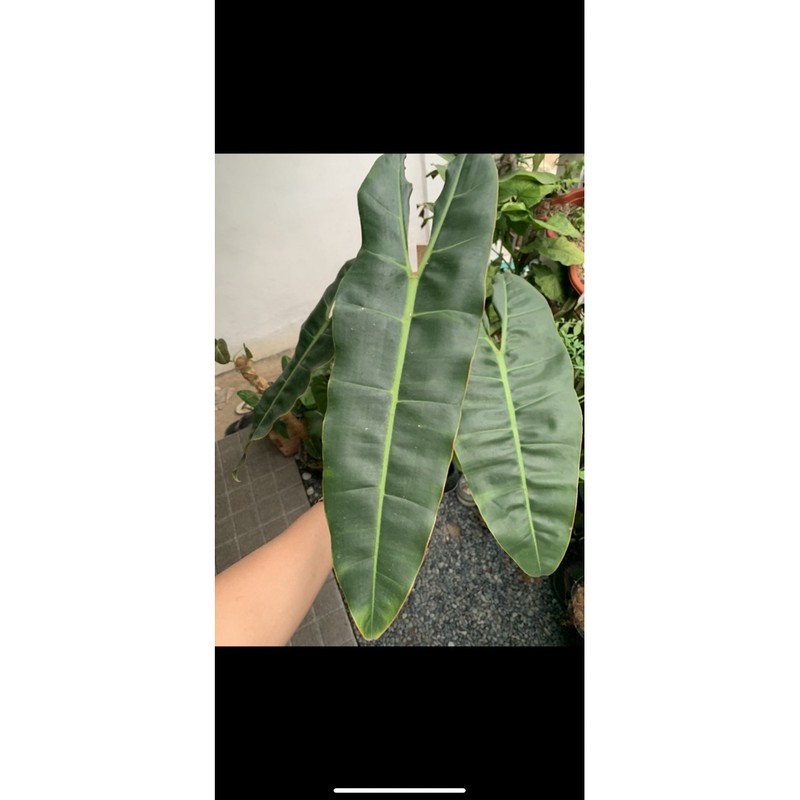 philodendron kabel busi