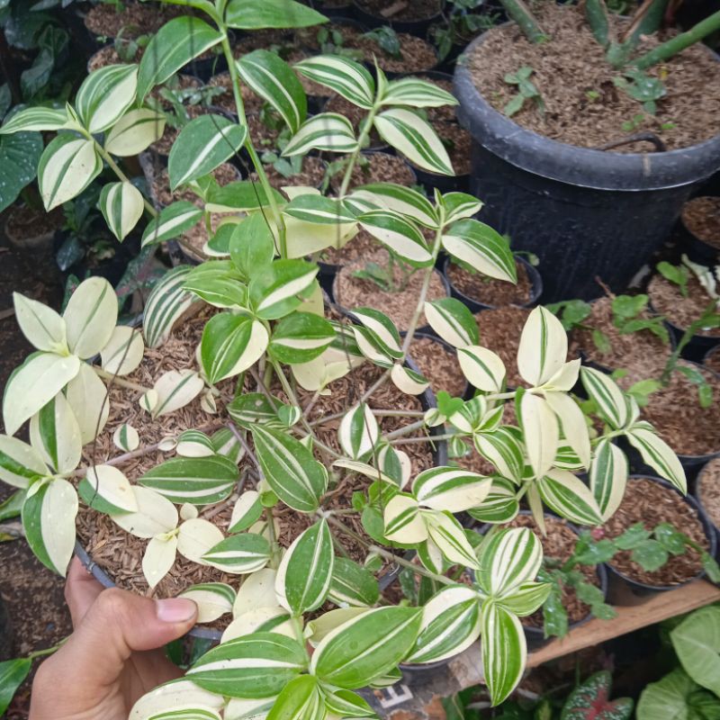 tanaman hias gantung zebrina vatigatha putih