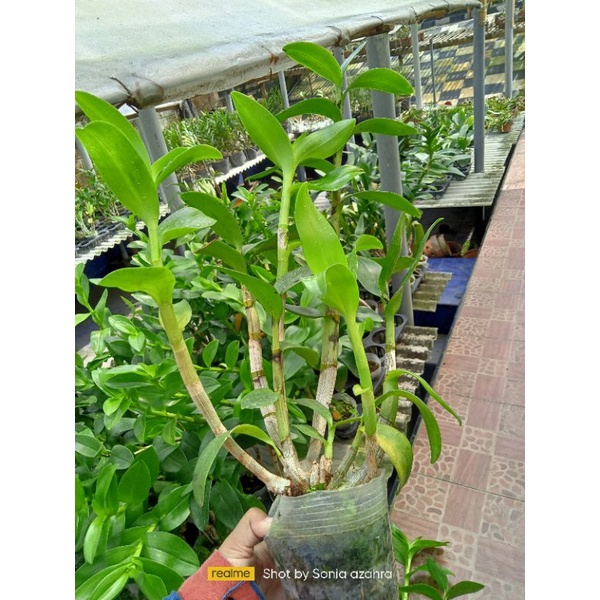 Dendrobium Indonesia Raya blue/red