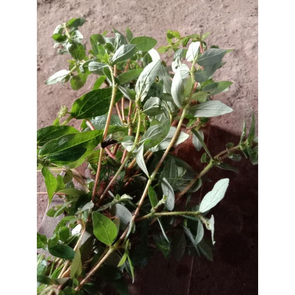 

Daun patikan kebo segar herbal. 250 gr pesan baru di petik