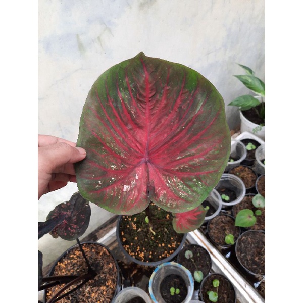 CALADIUM DORENG DAUN GANDA