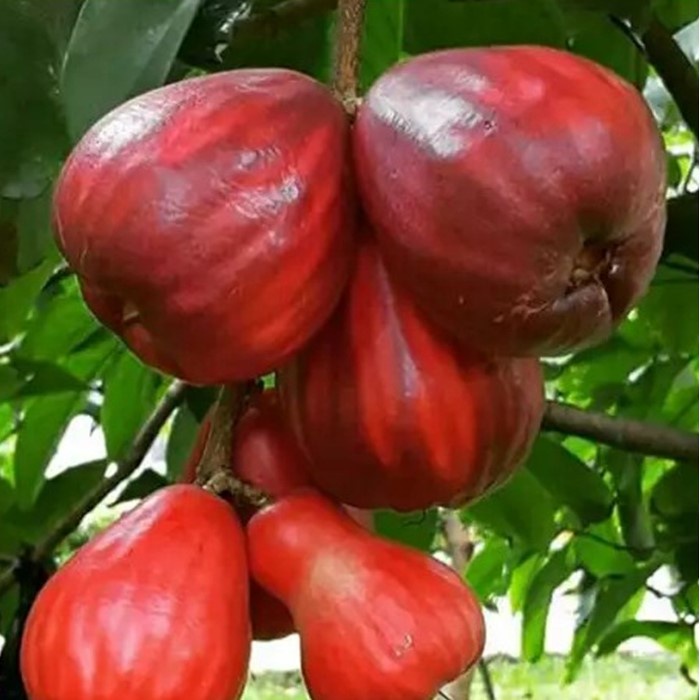 Bibit Tanaman Buah JAMBU BOL JAMAICA Premium