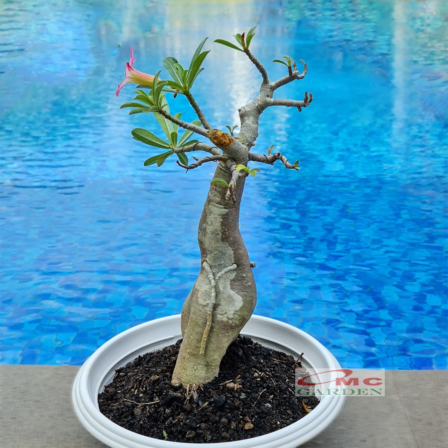 Bonsai Adenium Arabicum Obesum Kamboja Jepang Bonsae Tanaman Hias B-KJ-002