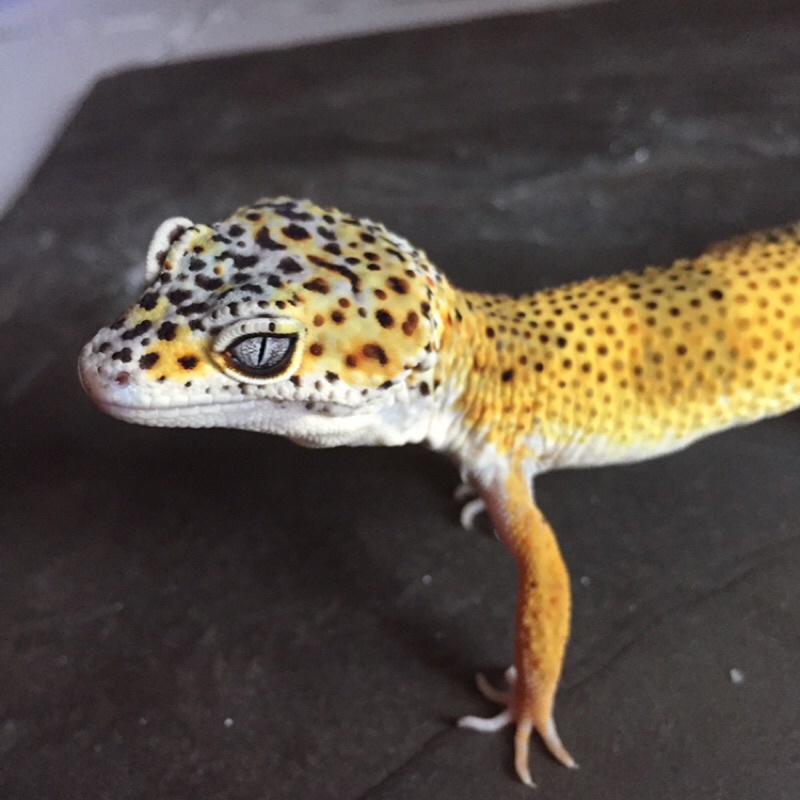 Mainan Gecko Macksnow LF Adult