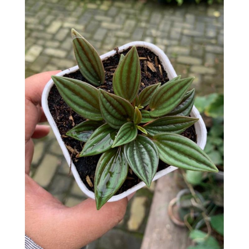 peperomia rosso