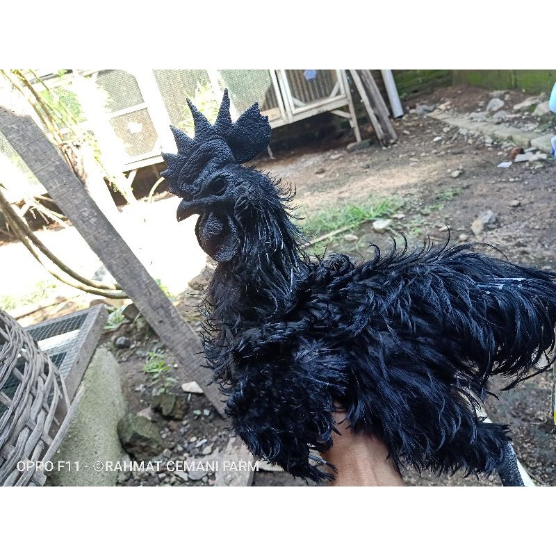 Ayam cemani jago bulu walik