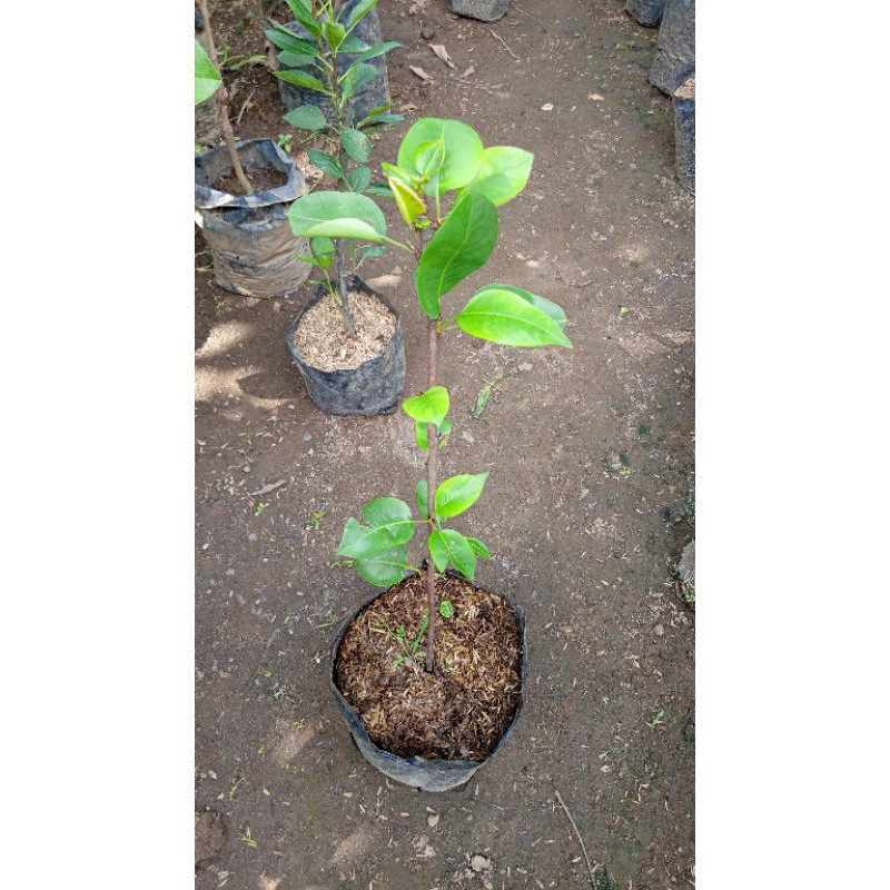 Bibit Buah pir