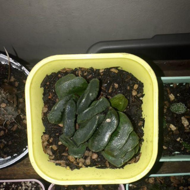 Tanaman Hias Haworthia Truncata