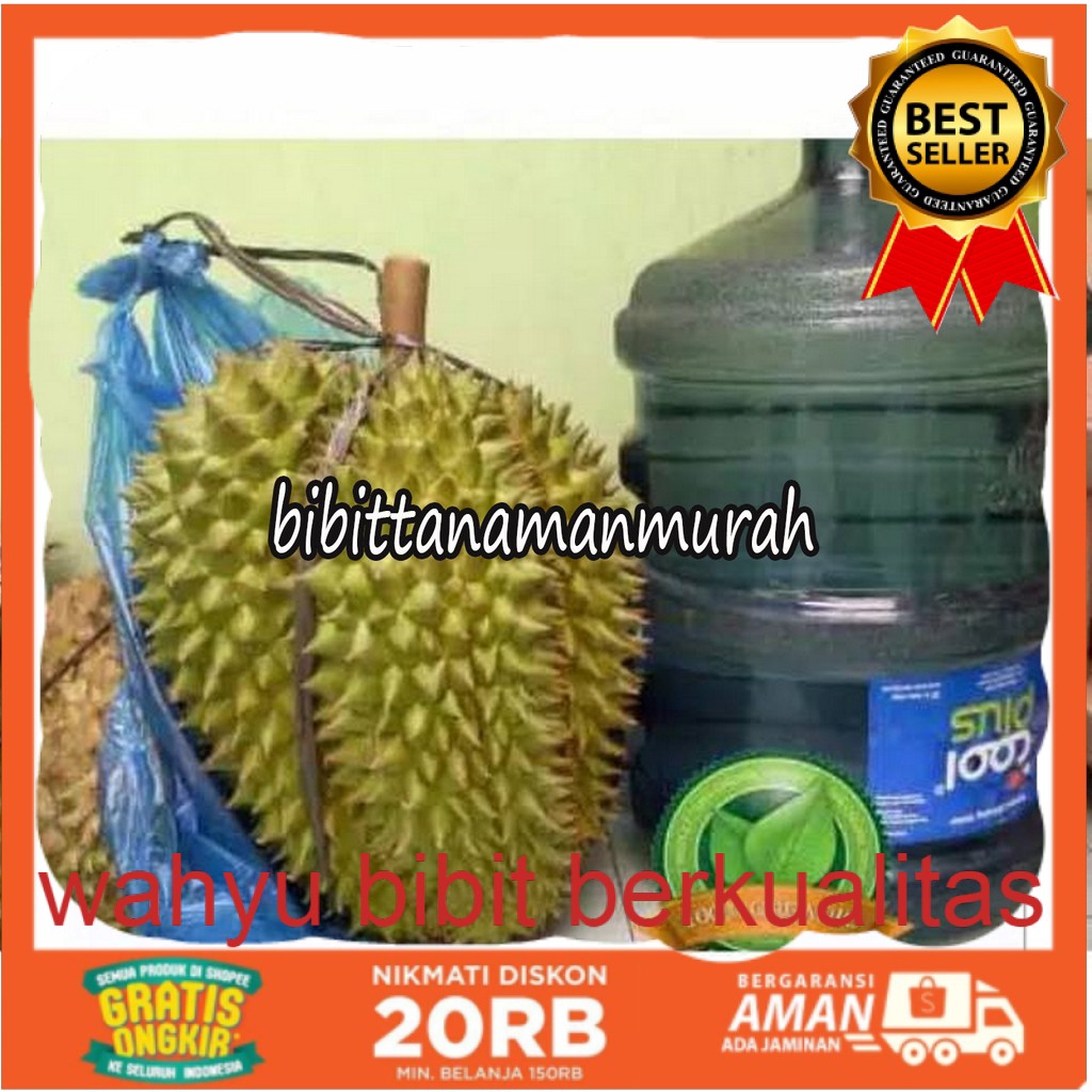 Bibit durian bawor kaki 3 super