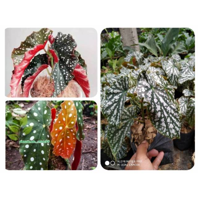 PROMO paket 3 tanaman indoor begonia - begonia polkadot - begonia maculata - begonia maya