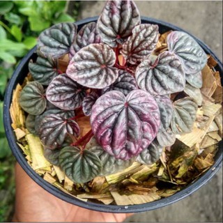 Tanaman Hias Peperomia Caperata Merah Shopee Indonesia