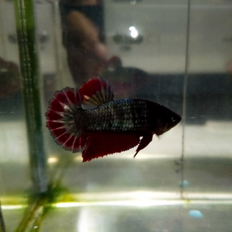 IKAN CUPANG FCCP ARMY