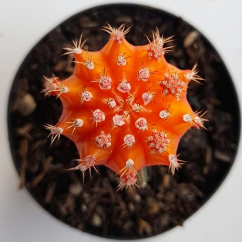 Kaktus Gymno Import Orange Grafting