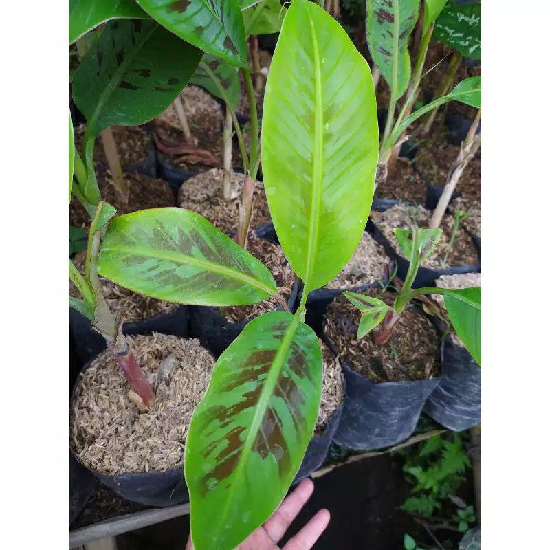 tanaman hias banana blood's