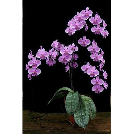 phalaenopsis schilleriana dewasa isi 2
