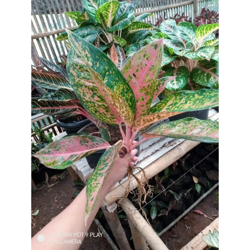 COD Tanaman Hias Aglonema Bigroy Termurah  Aglonema Murah Grosir Aglaonema