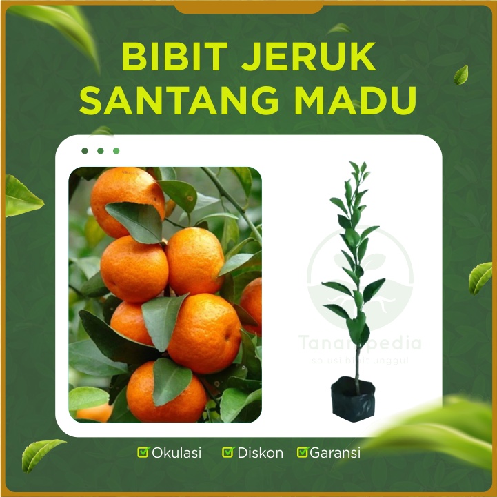 Bibit Jeruk Santang Madu Unggul / Cangkok Jeruk Santang / Jeruk Santang Madu Tanampedia