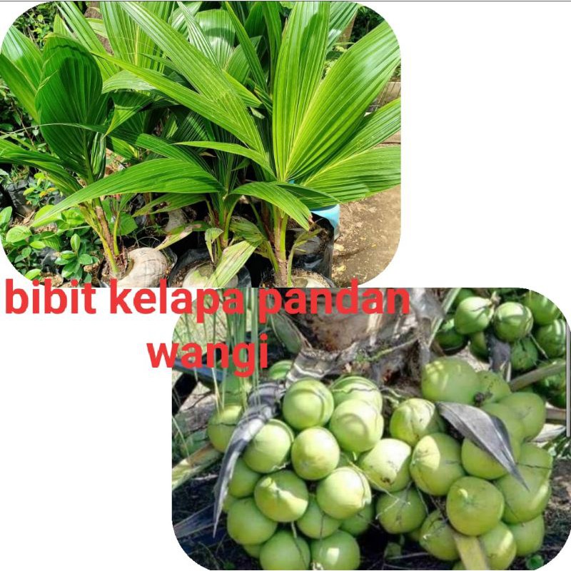Bibit kelapa pandan wangi