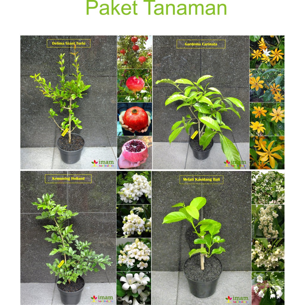 PAKET TANAMAN GARDENIA