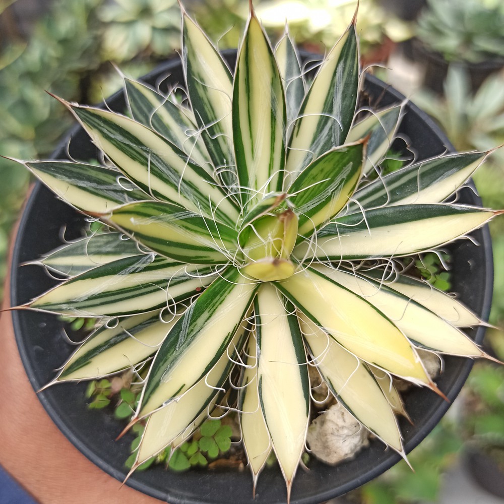 Kaktus Sukulen - 455. Agave Filifera Variegated
