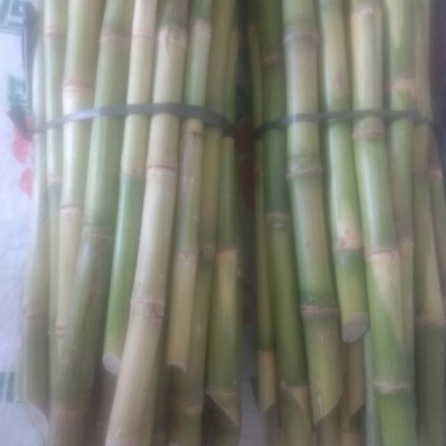 

Tebu ijo kediri