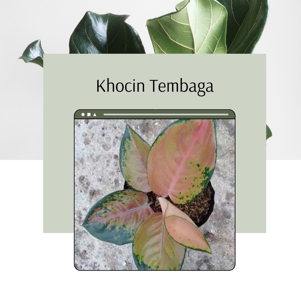Tanaman Hias Aglonema Kochin Tembaga Aglonema Anakan Kochin Tembaga Merah Tanaman hias aglonema koch