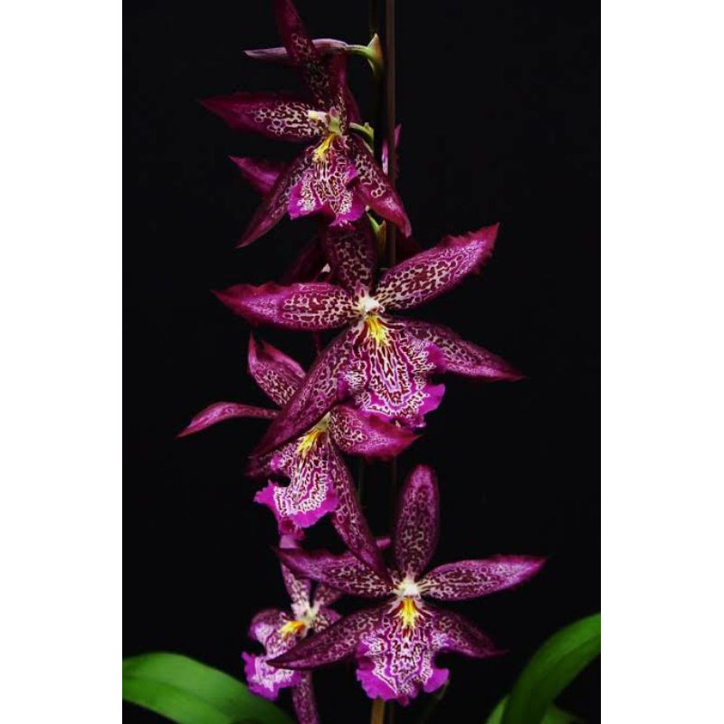 Oncidium beallara marfict howard dreams