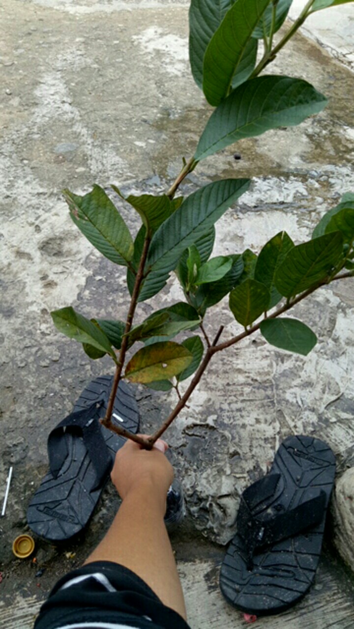 Bibit Jambu Kristal Udah Berbunga