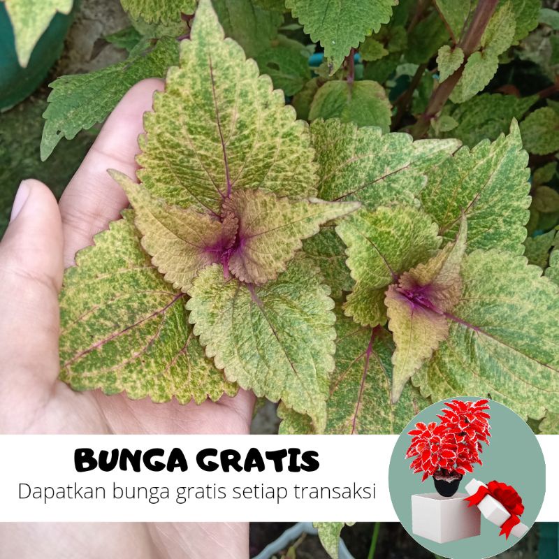 BUNGA MIANA / MIANA STEK / MIANA HIDUP / BUNGA HIDUP / MIANA MURAH / MIANA PREMIUM / BIBIT MIANA