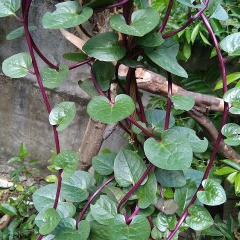 bibit pohon binahong/daun binahong (obat herbal)