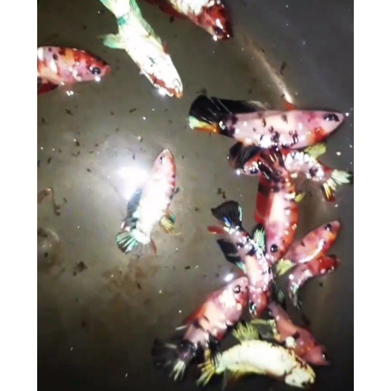 (Vitamin/Herbal)Cupang Nemo Galaxy Multicolor Copper Gold Line Nemo Copper Gold