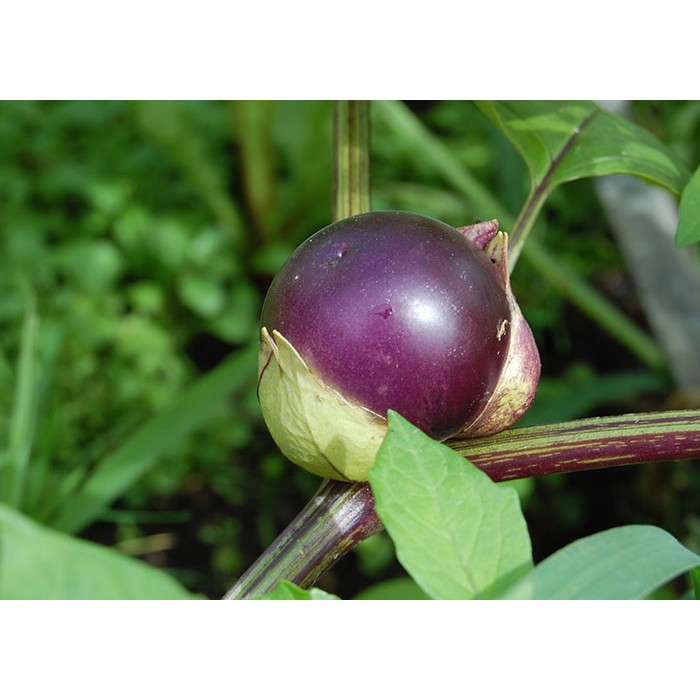 Benih-Bibit Ciplukan Ungu Jumbo/Purple Tomatillo (Haira Seed)