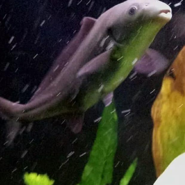 Jdp Ikan Mini Lumba Lumba Baby Dolpin Dolphin Hias Aquarium